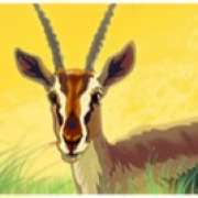 Antelope symbol in Safari Dream pokie