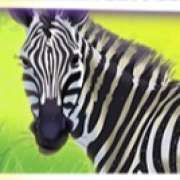 Zebra symbol in Safari Dream pokie
