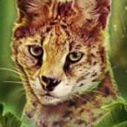Lynx symbol in Big Cat Rescue Megaways pokie