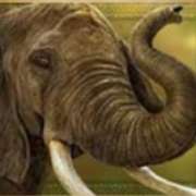 Слон symbol in Heart of the Jungle pokie