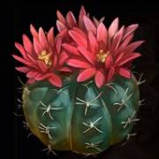 Big Bucks Bandits Megaways: Cactus