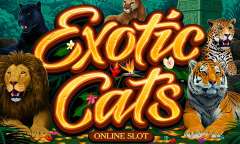 Play Exotic Cats